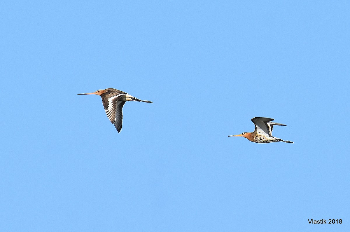Black-tailed Godwit - ML645596082