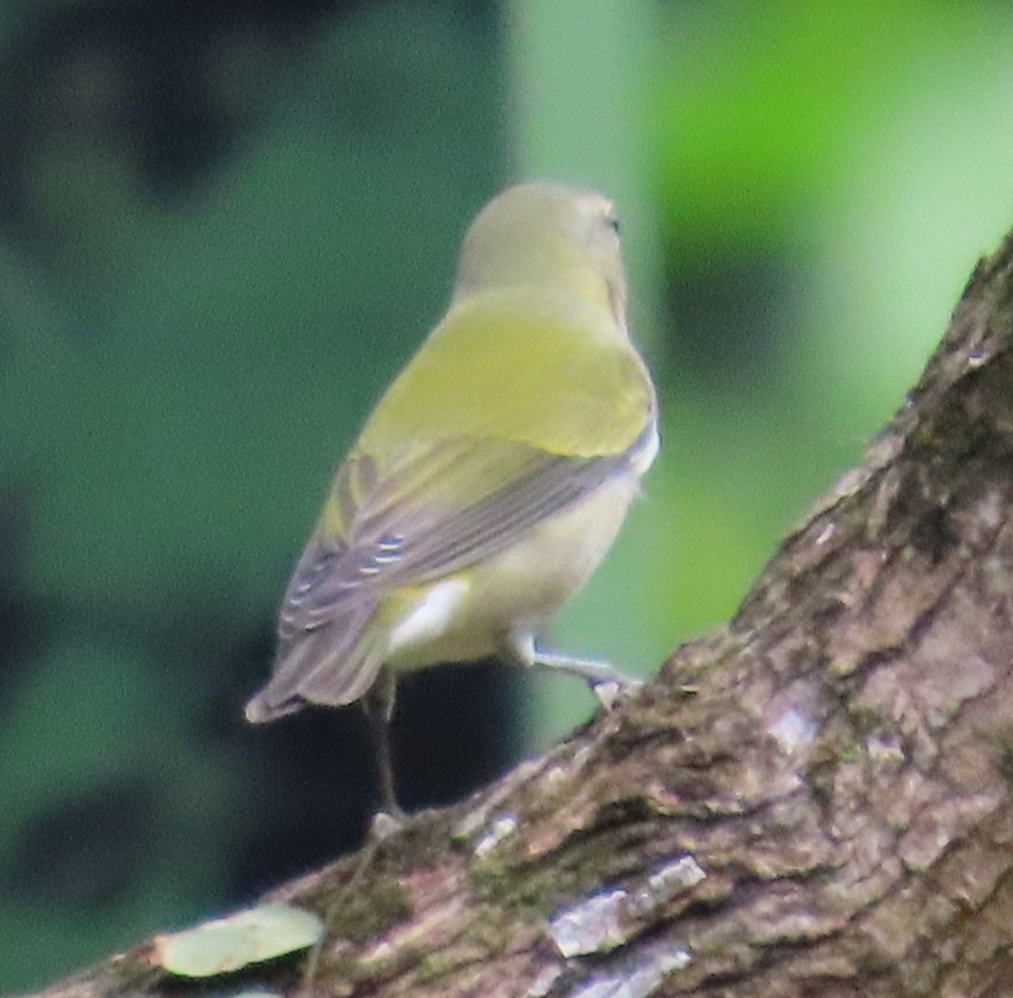 Червоїд світлобровий - ML645596090