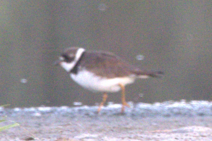 kulík kanadský - ML645596094