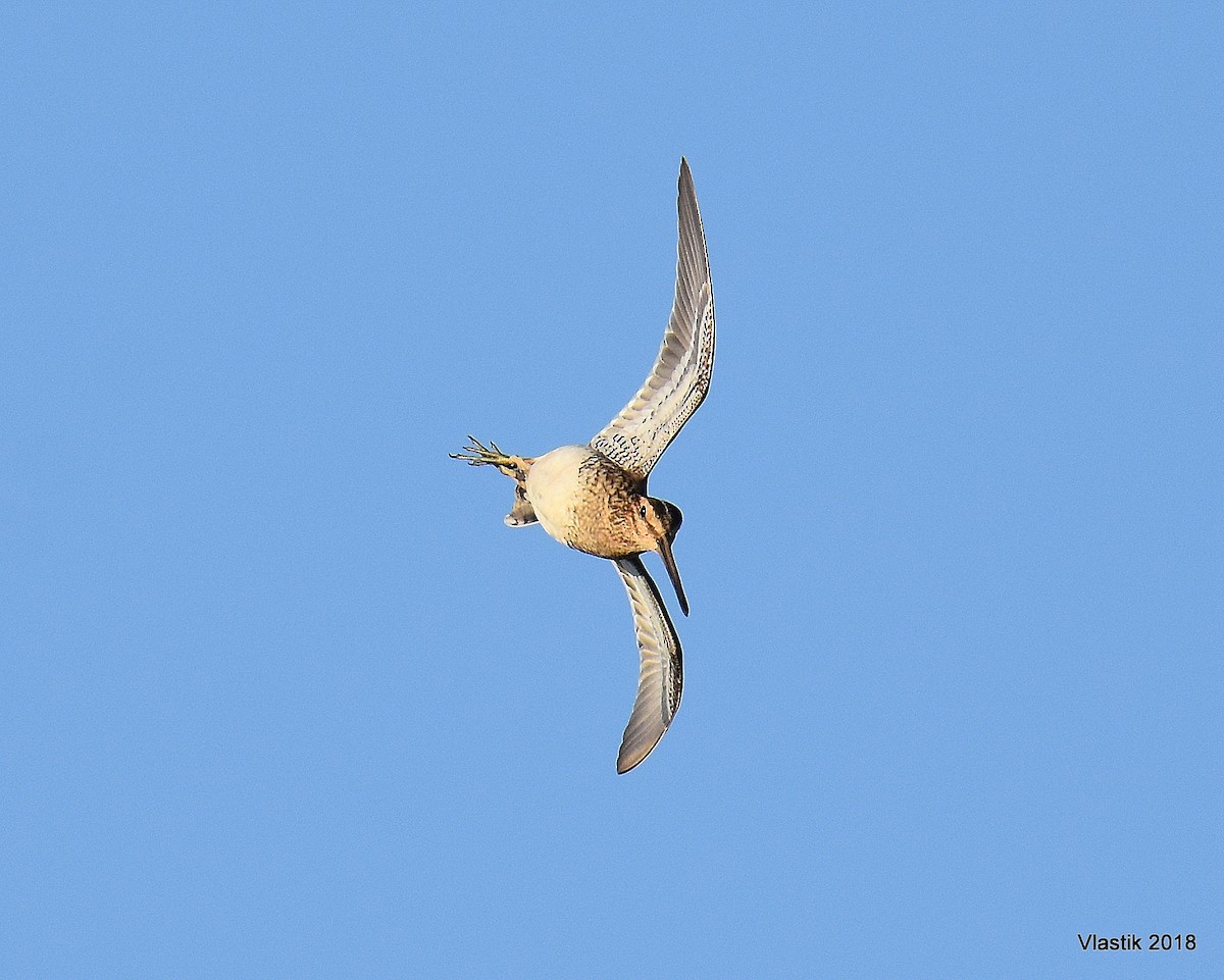 Common Snipe - ML645596103