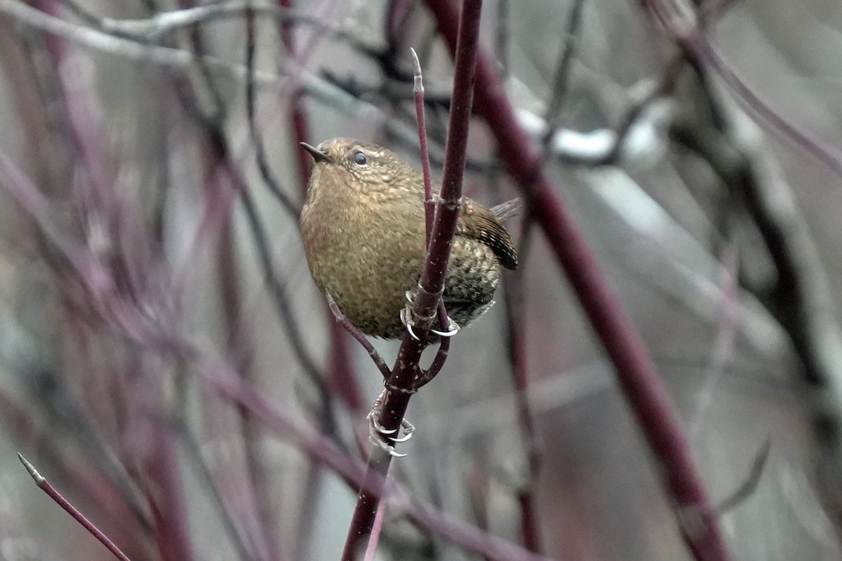 střízlík pacifický - ML645596119