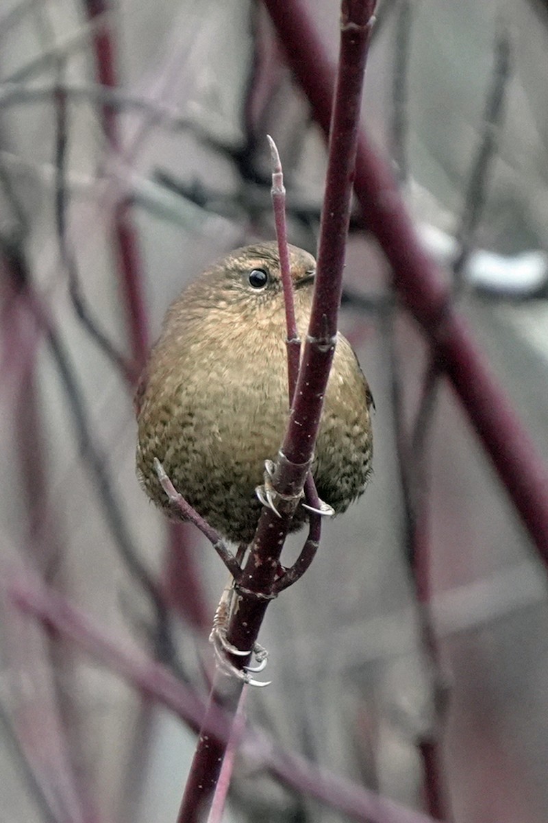 střízlík pacifický - ML645596120
