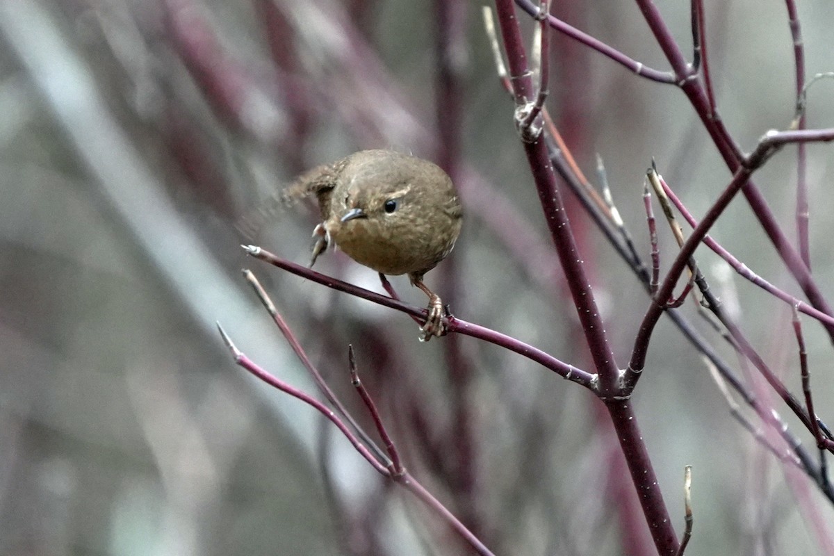 střízlík pacifický - ML645596121
