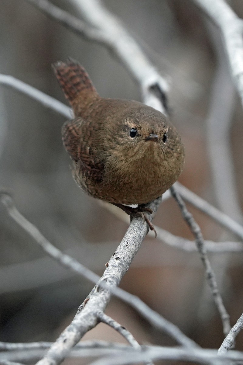 střízlík pacifický - ML645596122