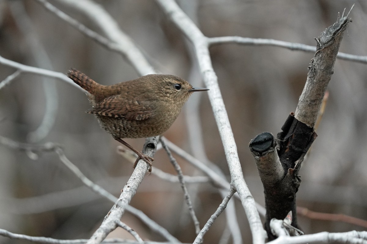 střízlík pacifický - ML645596123
