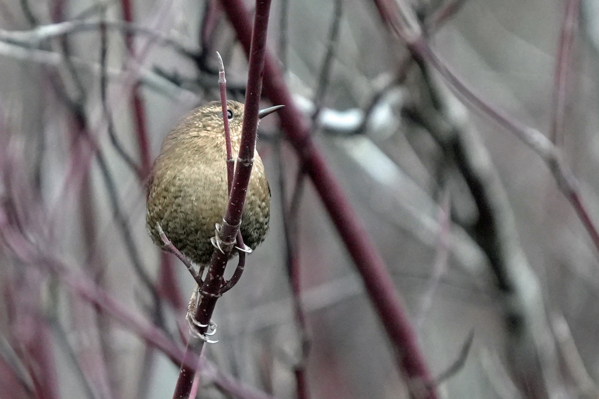 střízlík pacifický - ML645596125