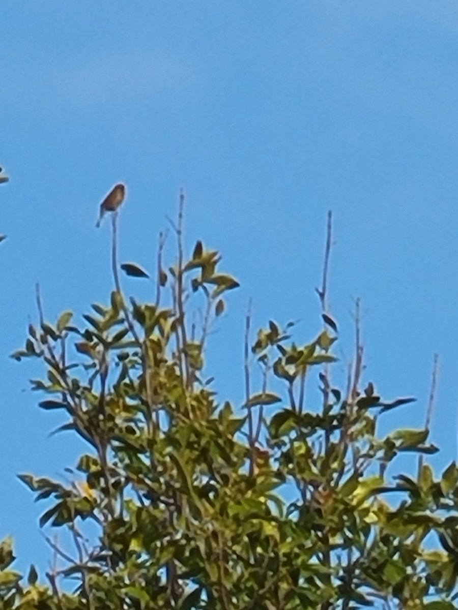 Swamp Sparrow - ML645596129