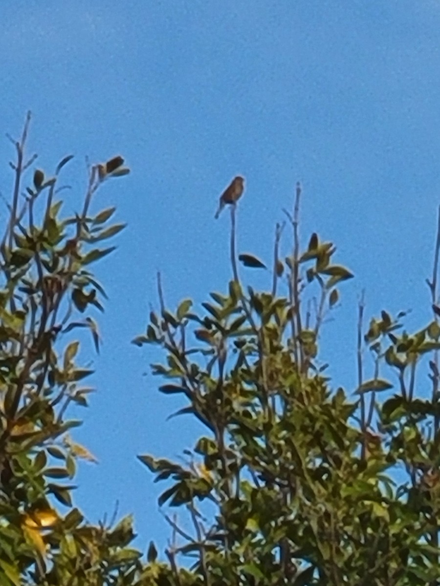 Swamp Sparrow - ML645596130