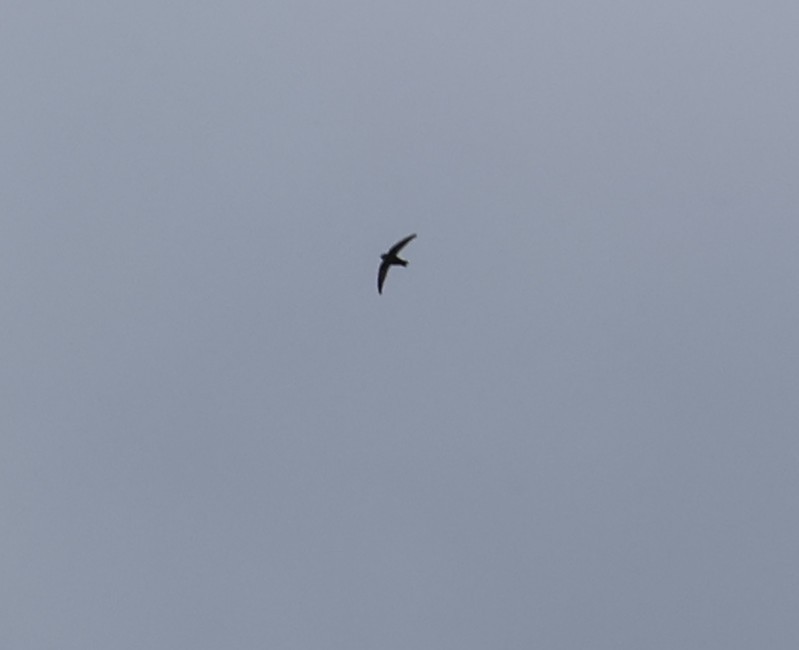 rorýs domácí - ML645596131