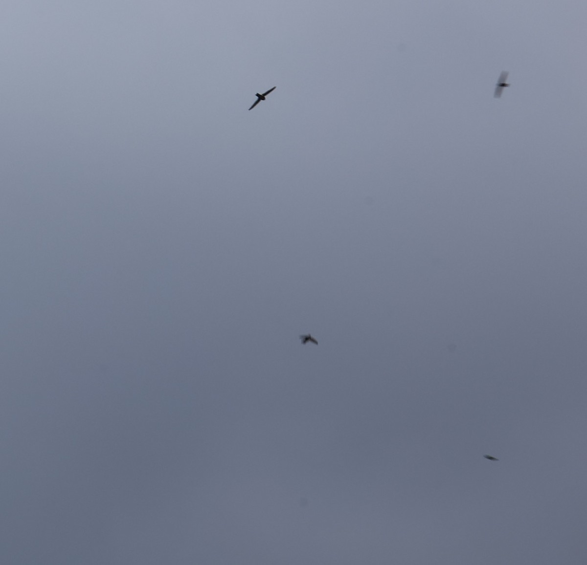 rorýs domácí - ML645596132