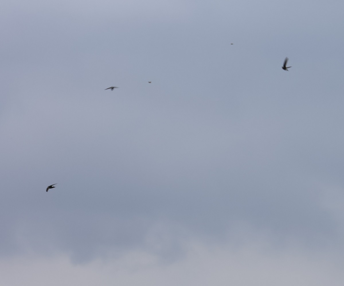 rorýs domácí - ML645596133