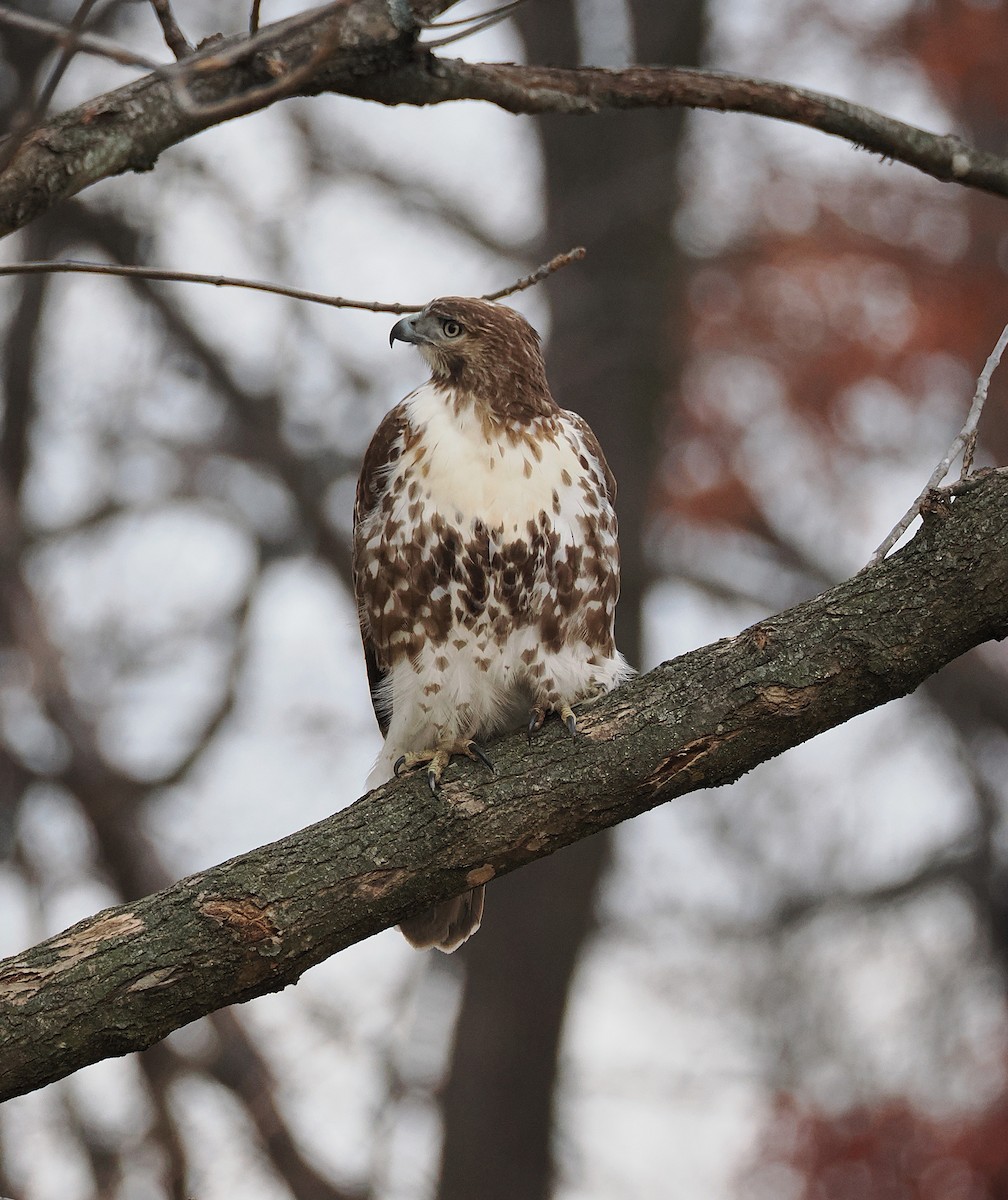 Red-tailed Hawk - ML645596143