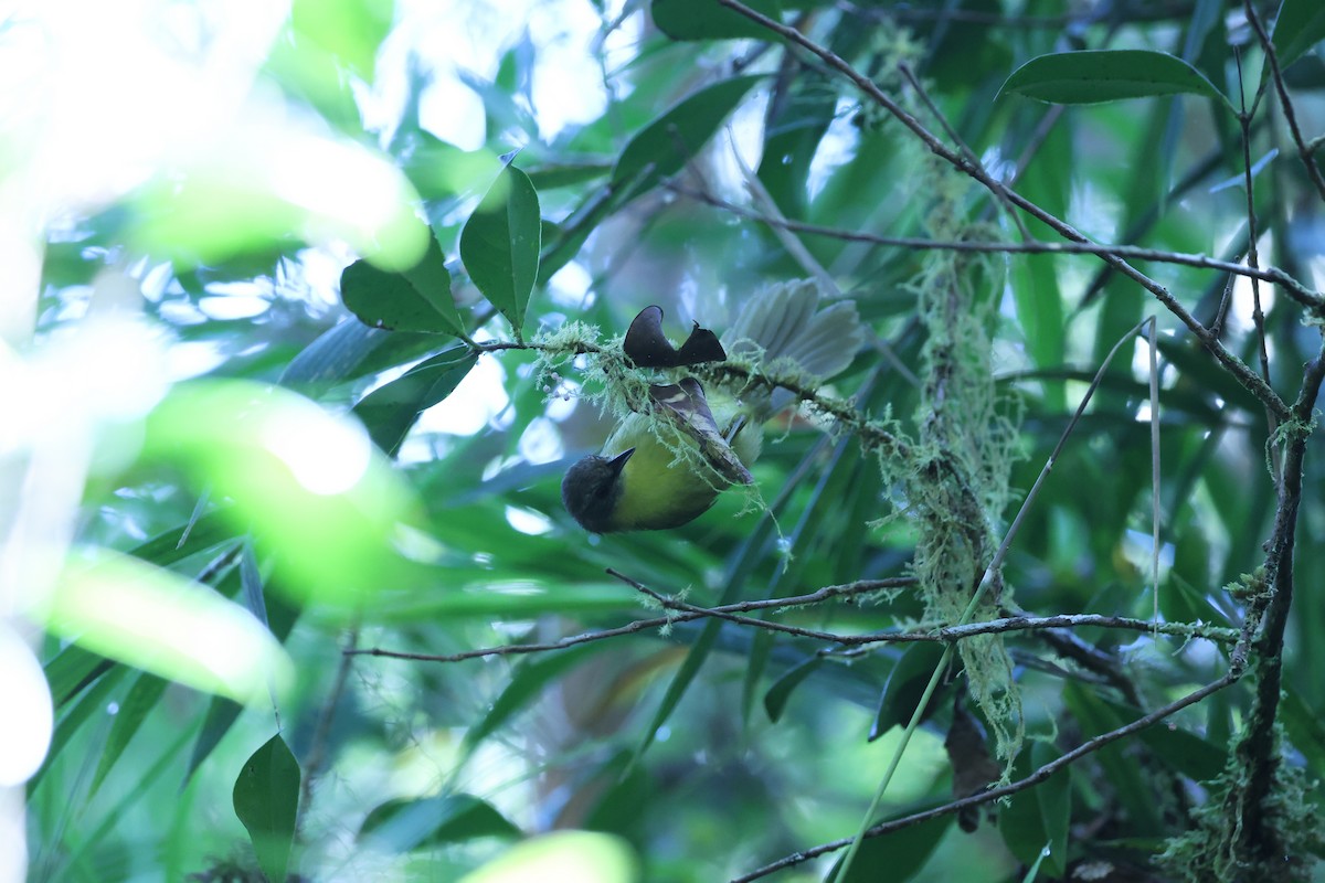 Wedge-tailed Jery - ML645596145