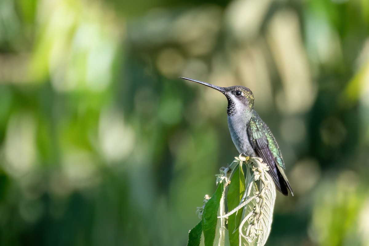 Long-billed Starthroat - ML645596146