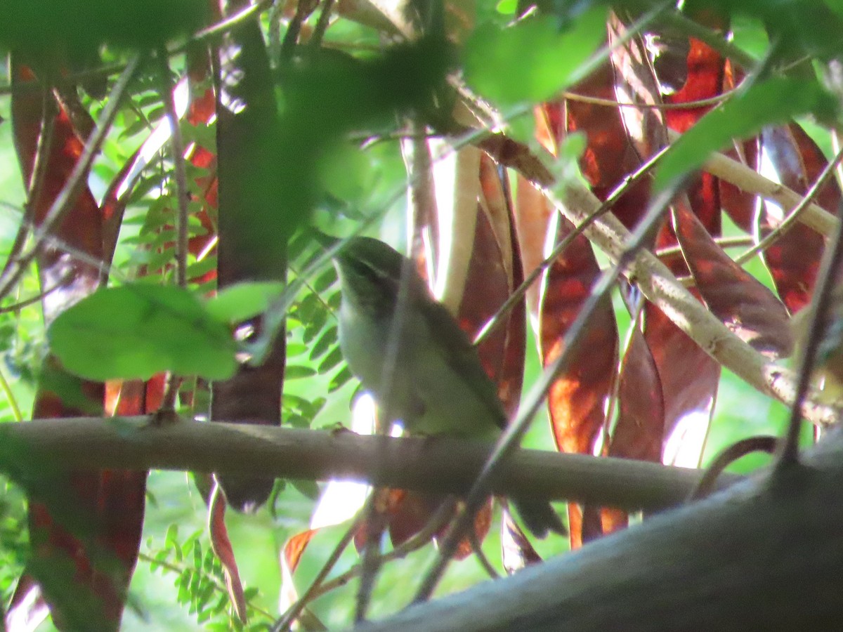 Arctic Warbler - ML645596147