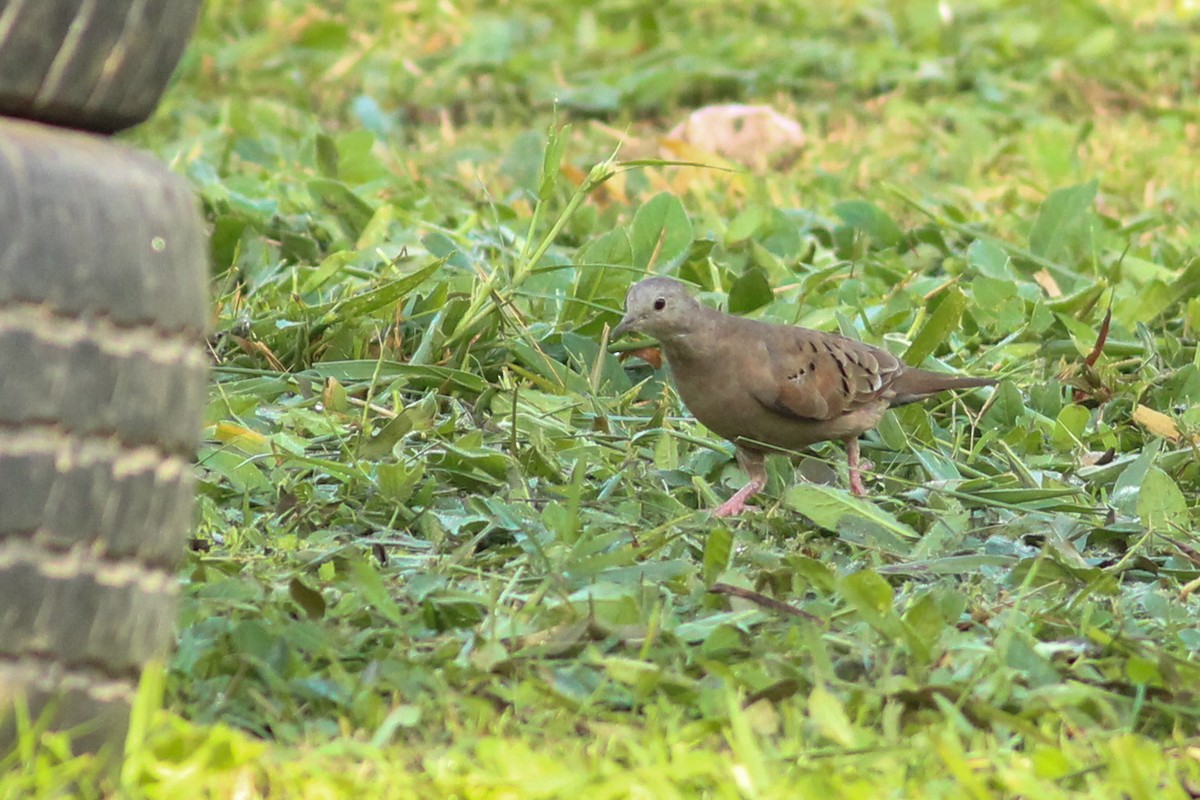 Ruddy Ground Dove - ML645596149