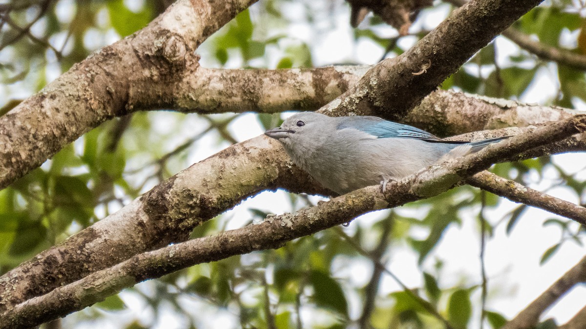 Sayaca Tanager - ML645596150