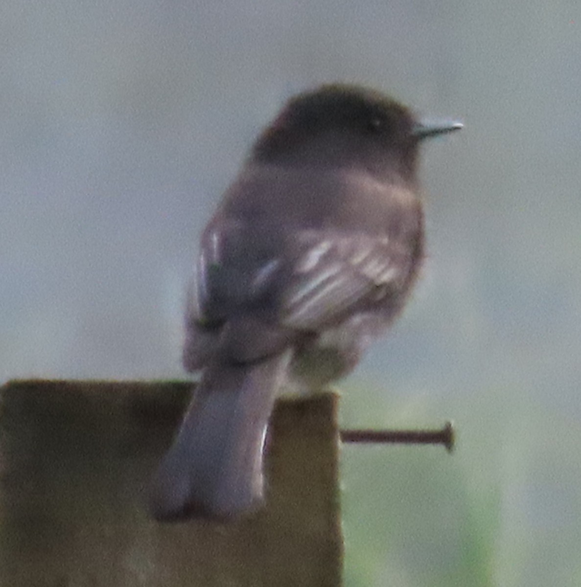 Black Phoebe - ML645596151