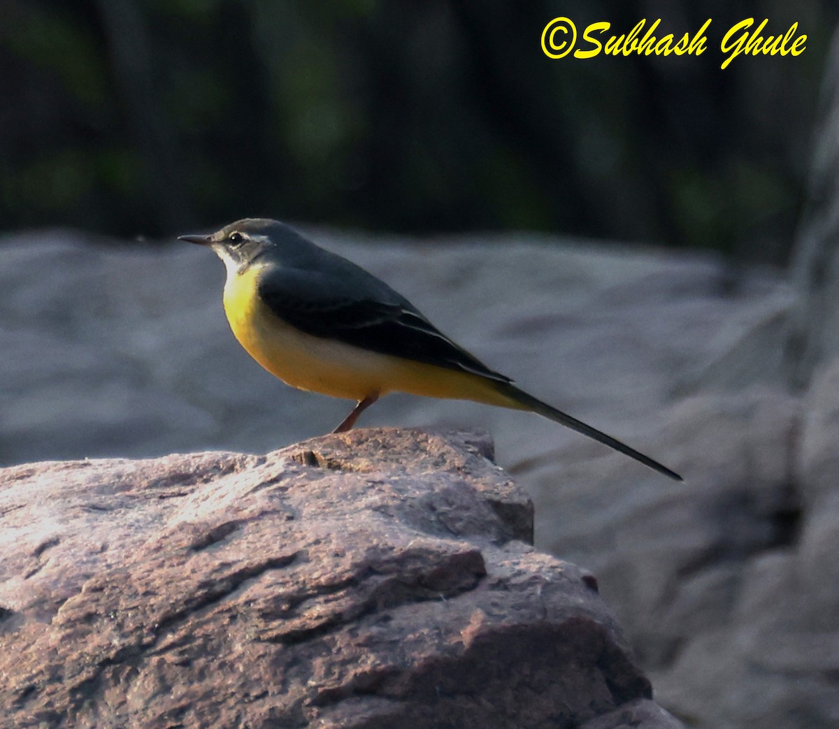 Gray Wagtail - ML645596152