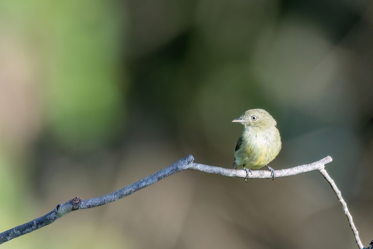 Dwarf Tyrant-Manakin - ML645596153