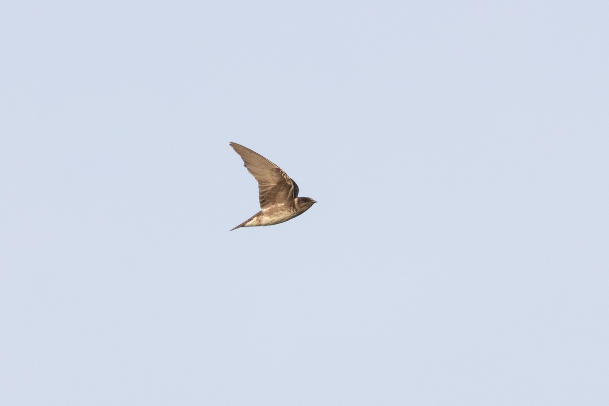 Purple Martin - ML645596154