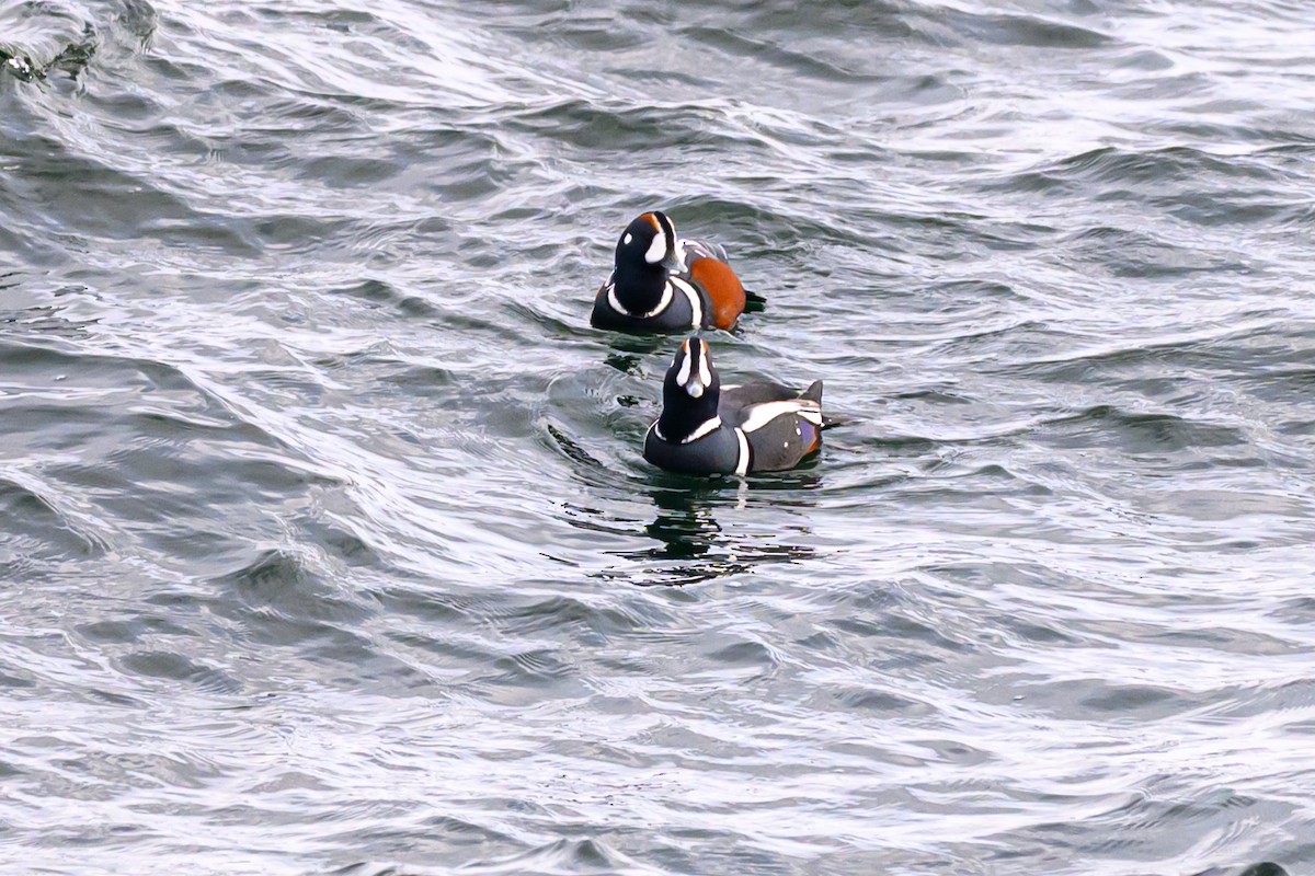 Harlequin Duck - ML645596155