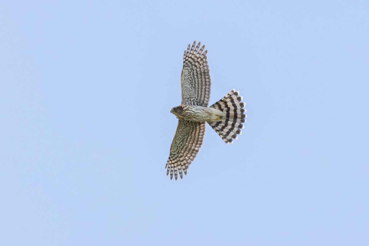 Cooper's Hawk - ML645596157