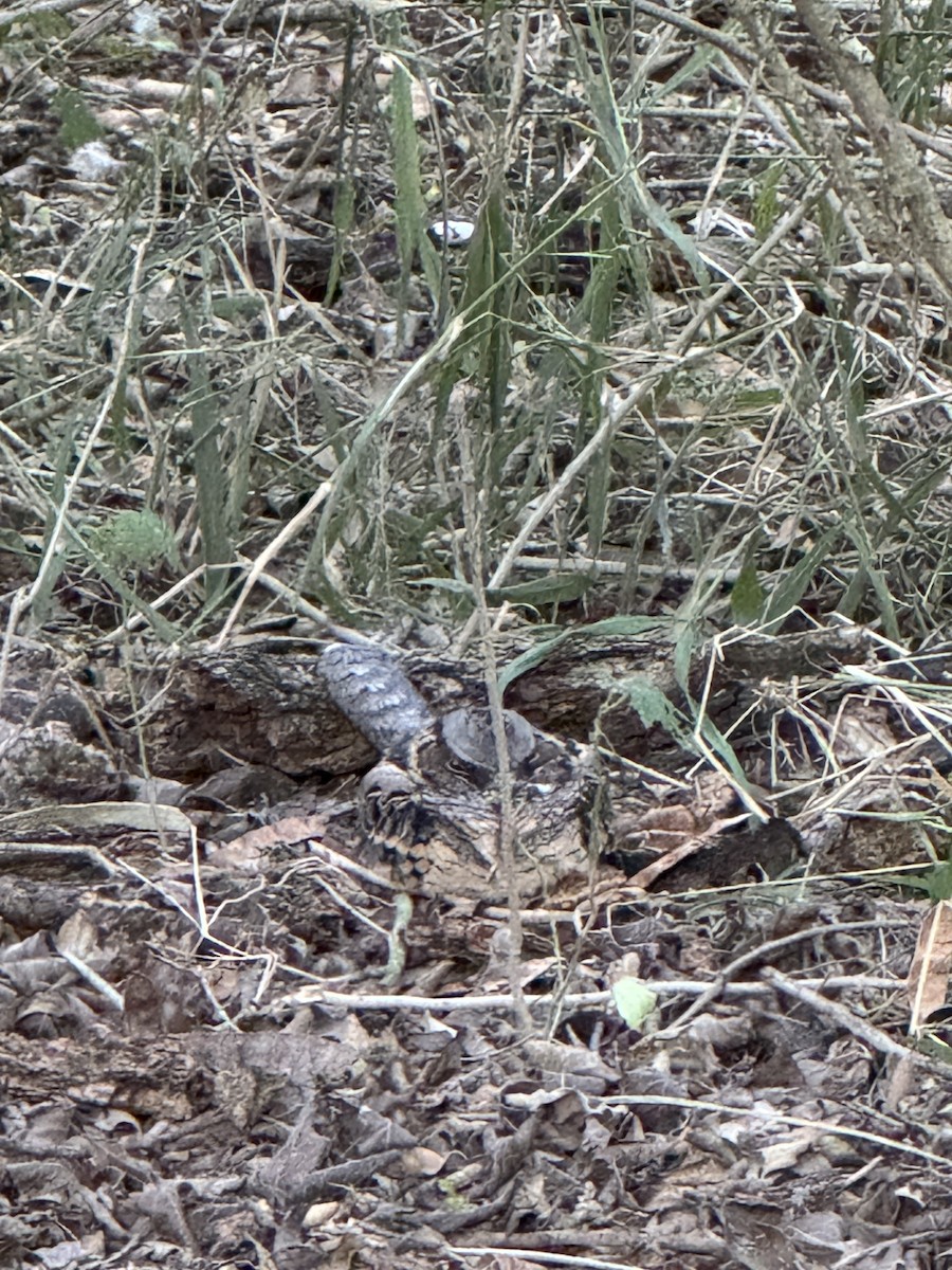 Common Pauraque - ML645596159