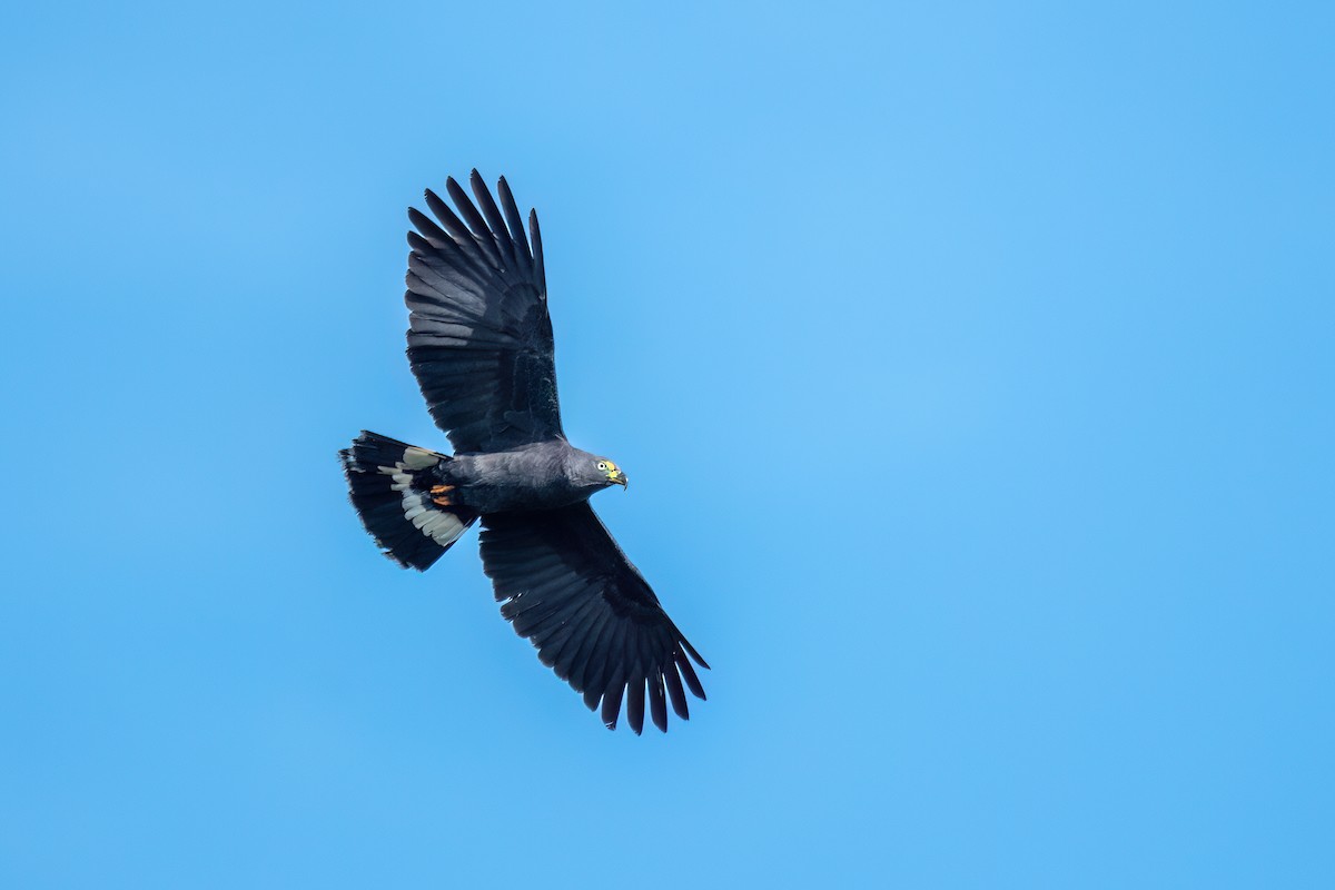 Hook-billed Kite - ML645596160