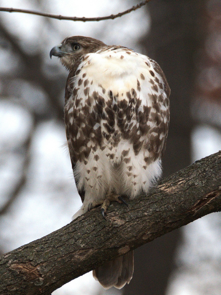 Red-tailed Hawk - ML645596162