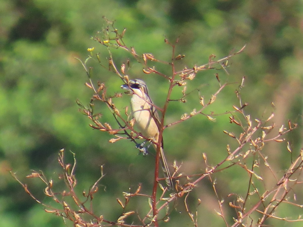 Brown Shrike - ML645596163