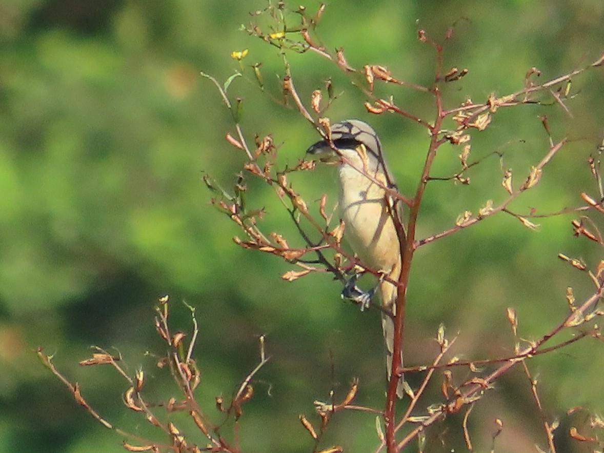 Brown Shrike - ML645596164