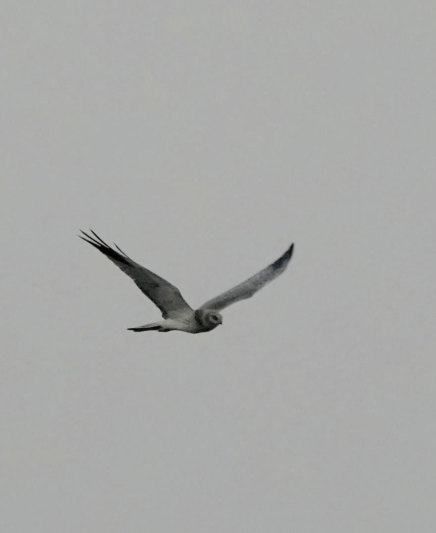 Pallid Harrier - ML645596165