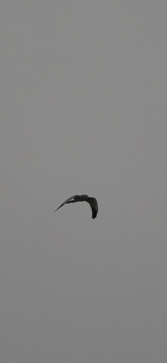 Pallid Harrier - ML645596166