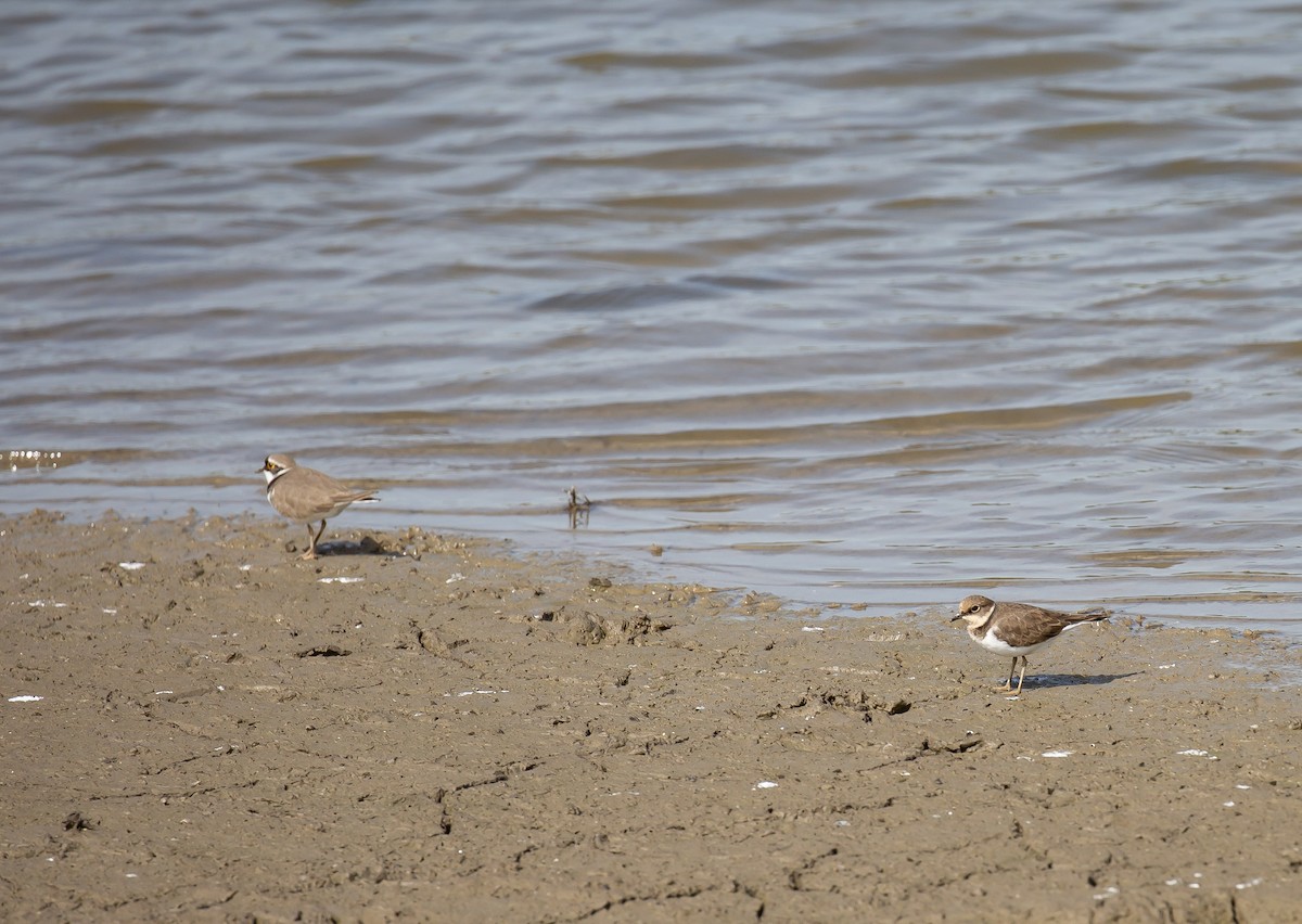 Little Ringed Plover - ML645596167