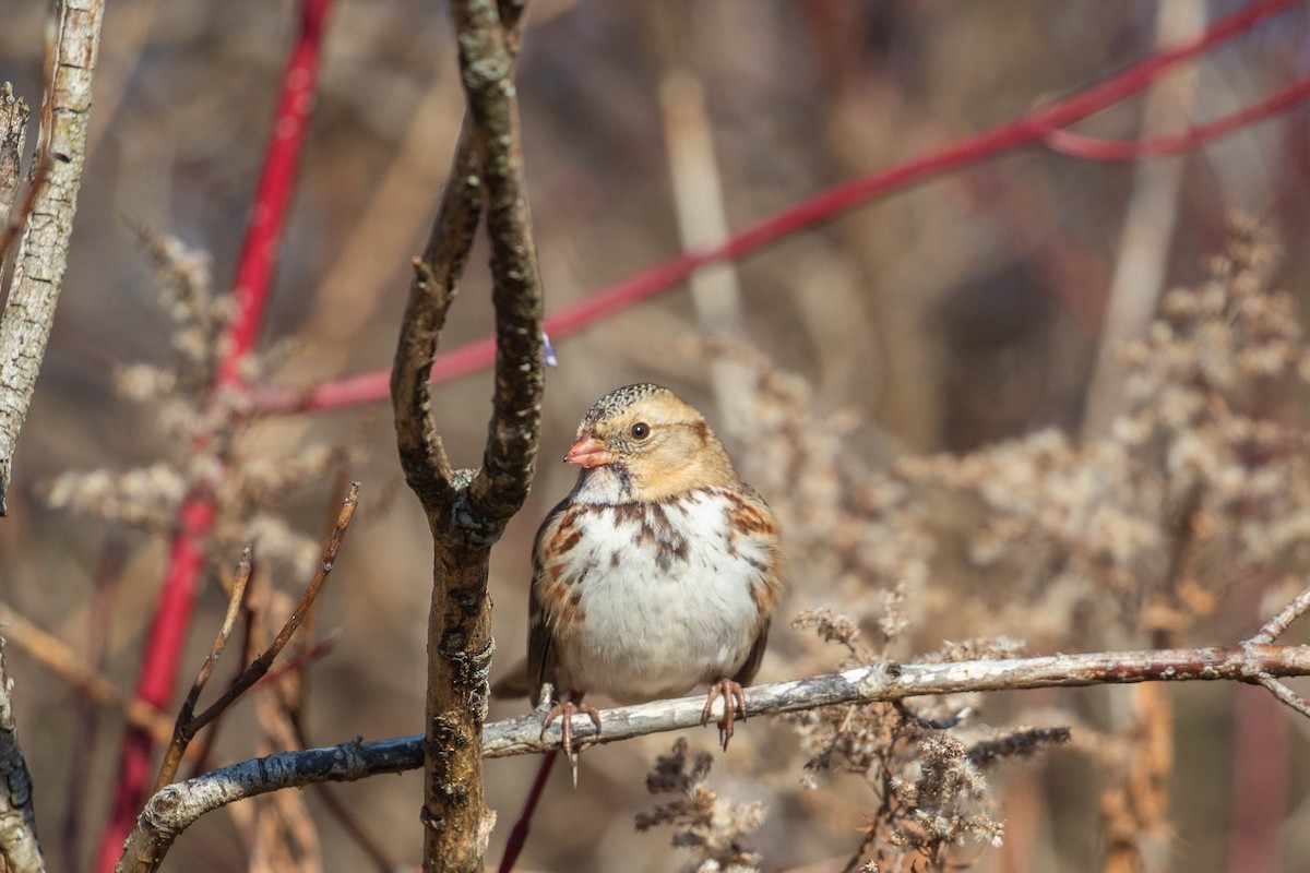 Harris's Sparrow - ML645596168