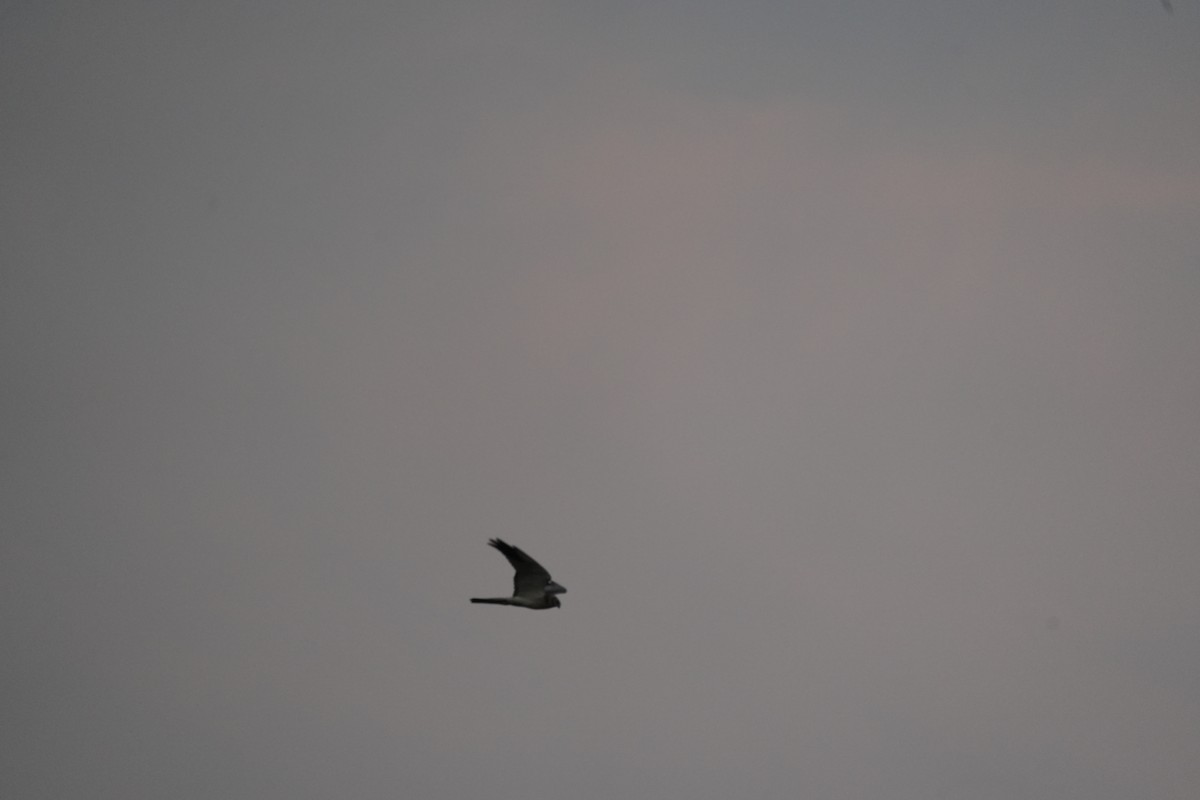 Aguilucho Papialbo - ML645596169