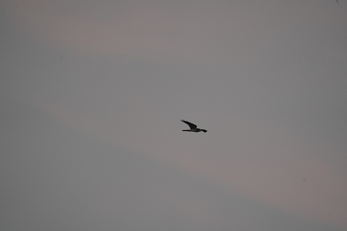 Aguilucho Papialbo - ML645596172