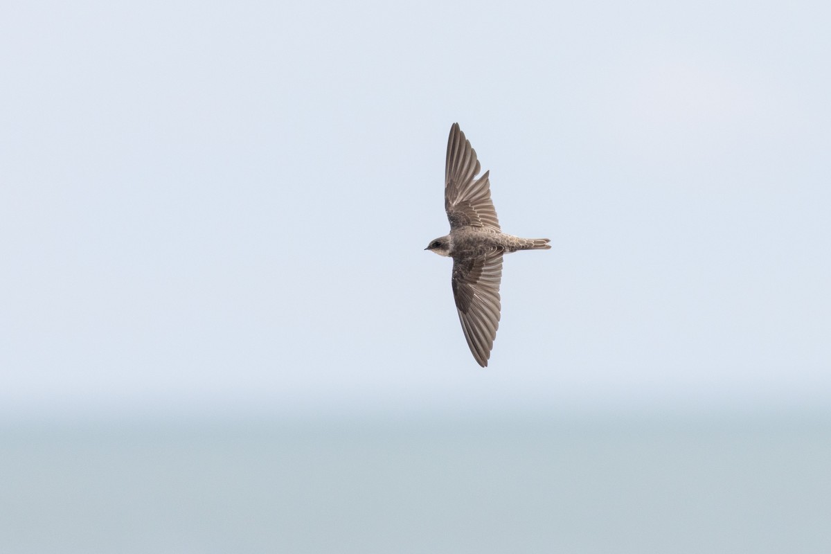 灰沙燕 - ML645596176