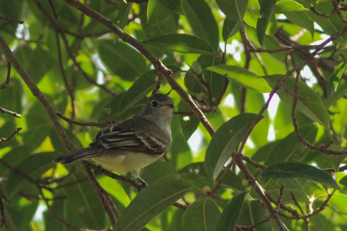 Yellow-bellied Elaenia - ML645596177