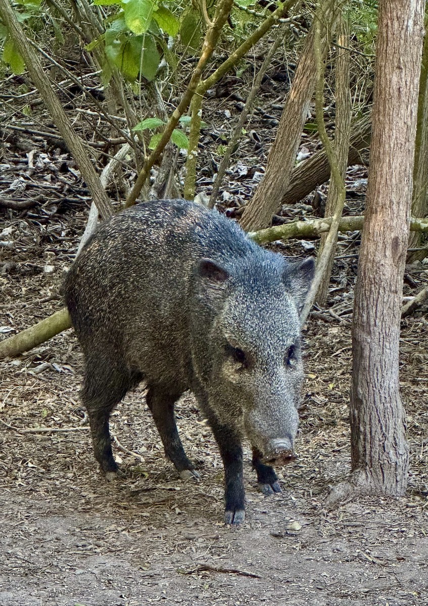 Animals - ML645596178