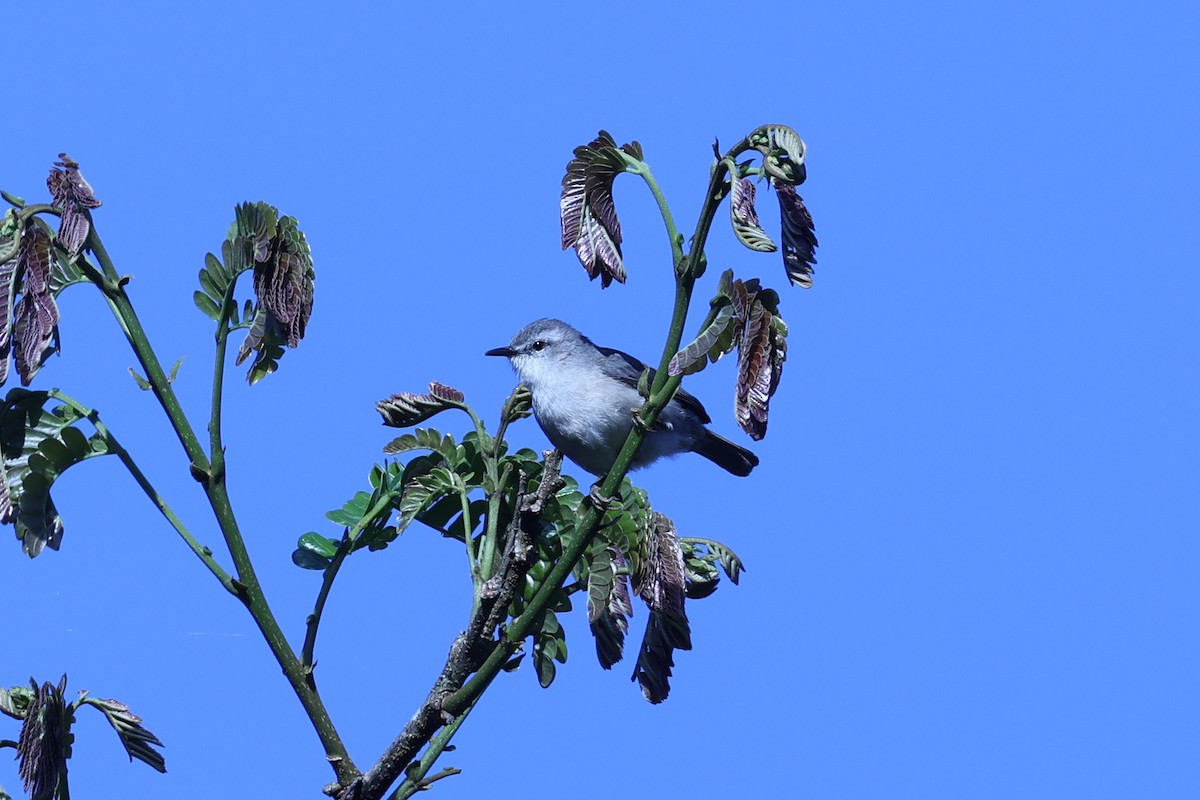 Rand's Warbler - ML645596179