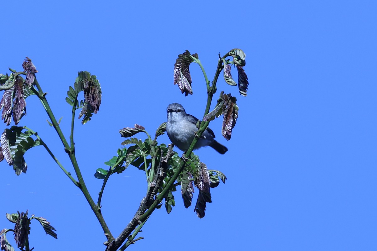 Rand's Warbler - ML645596181