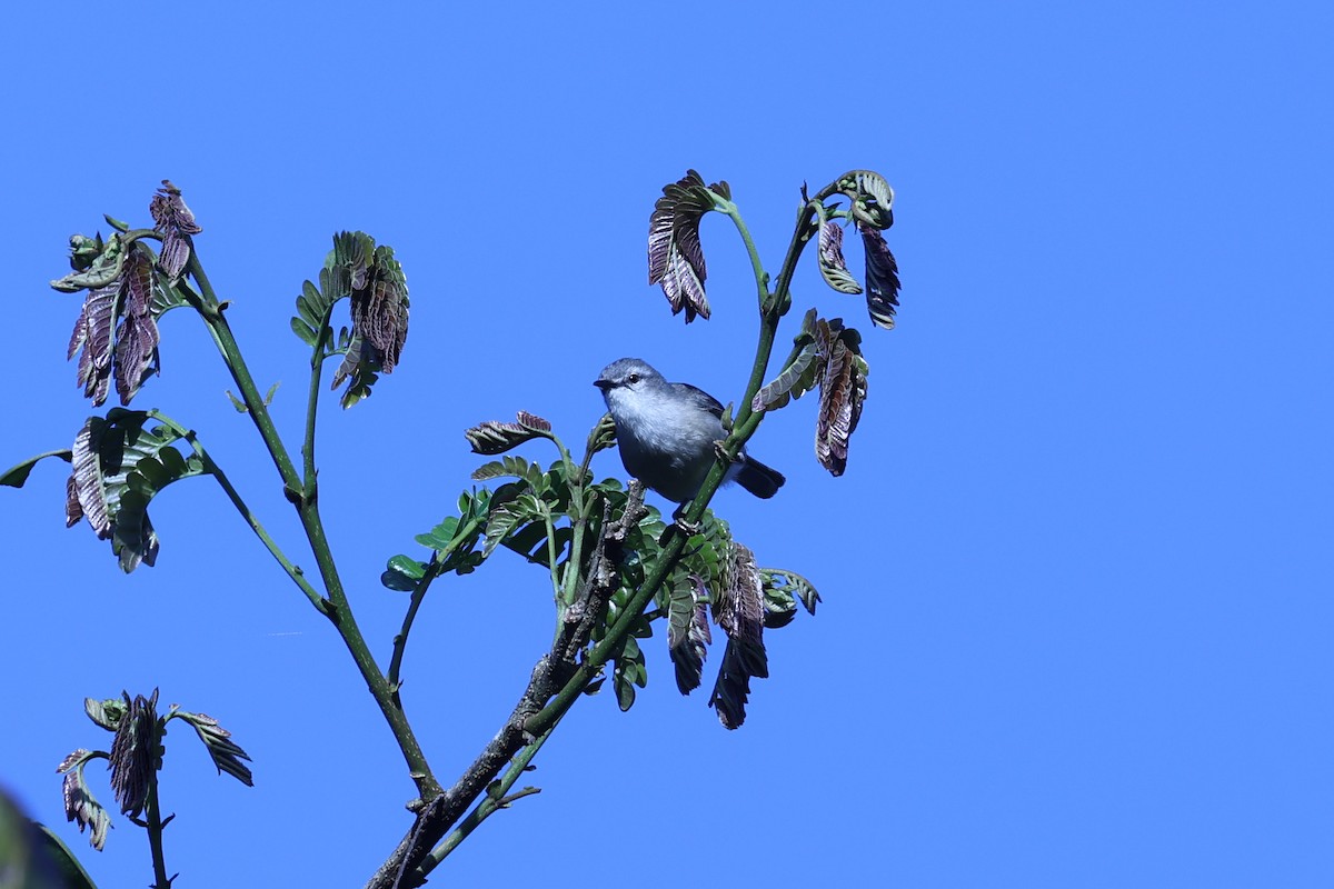 Rand's Warbler - ML645596182