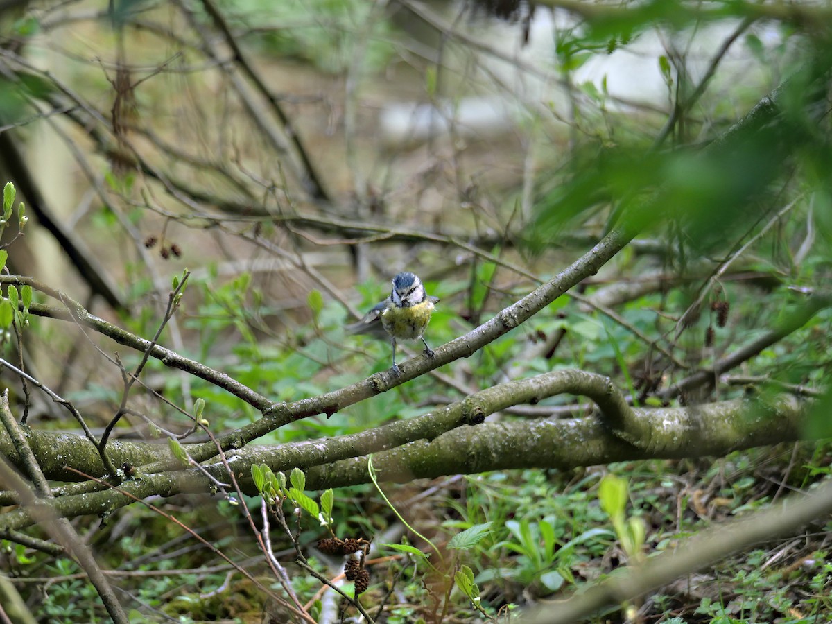 Eurasian Blue Tit - ML645596183