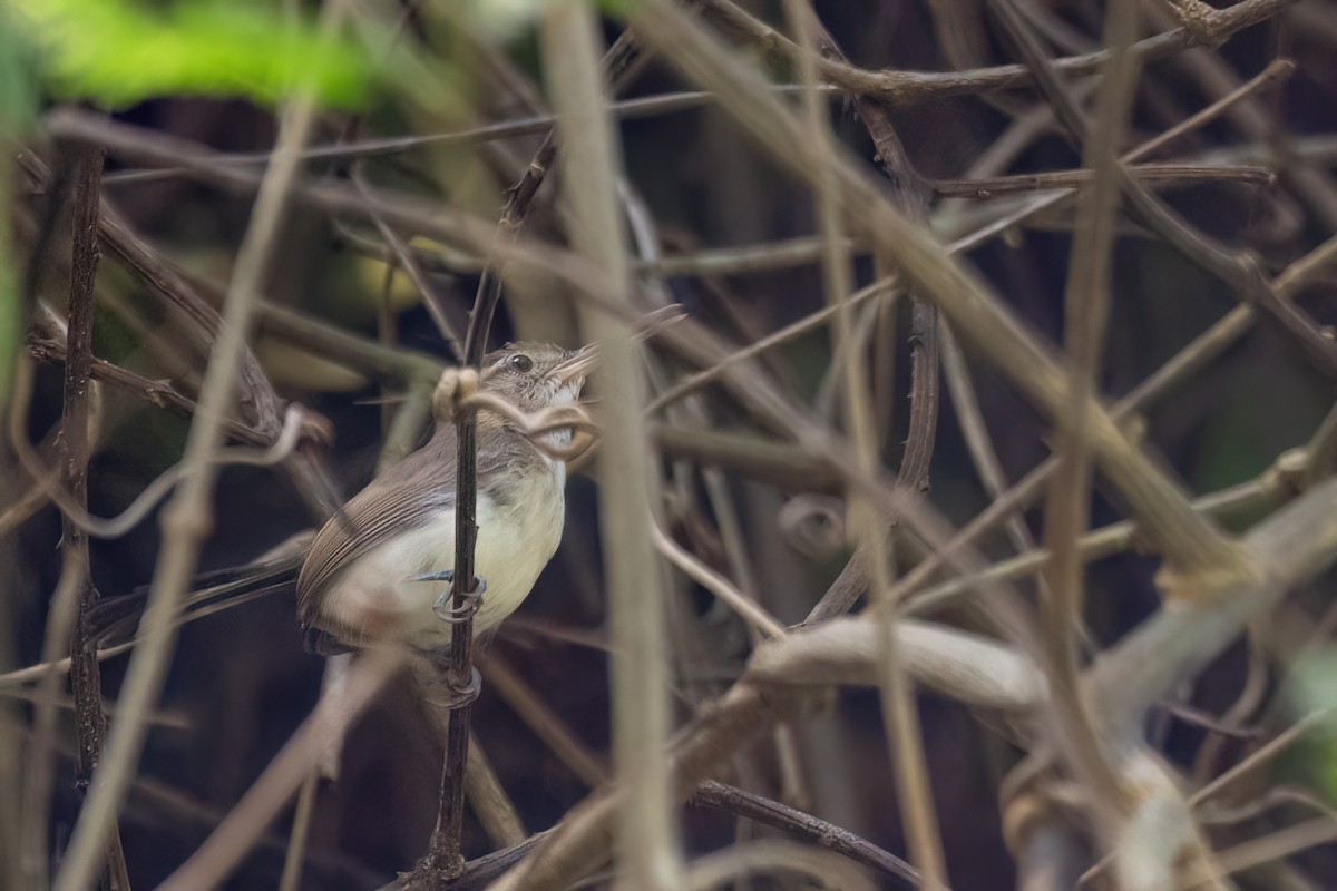 Long-billed Gnatwren - ML645596184
