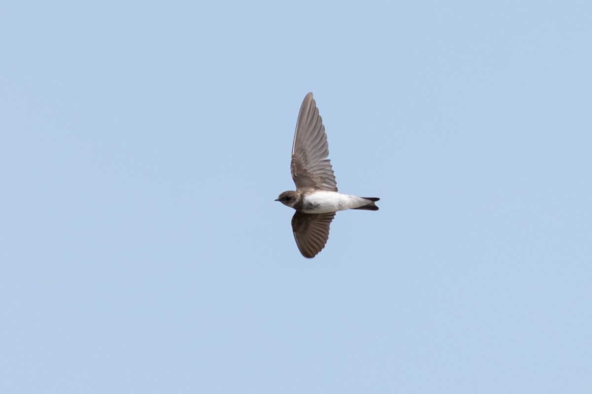 灰沙燕 - ML645596185