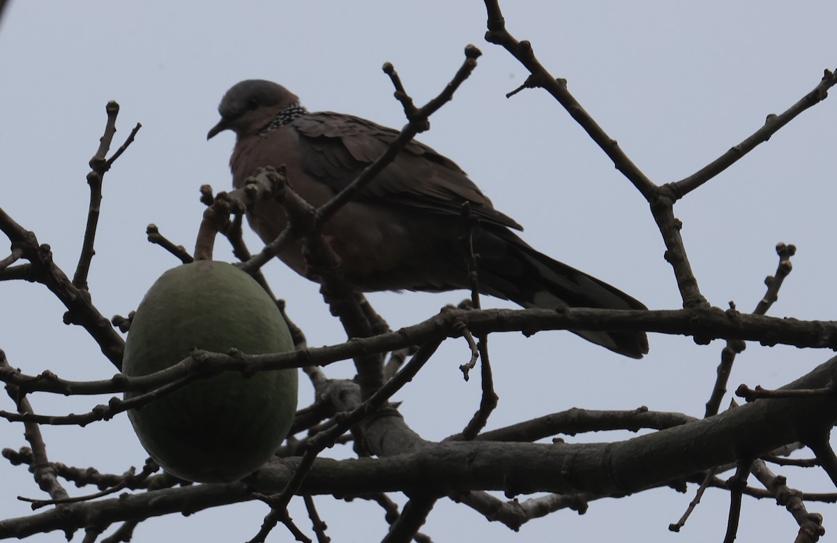 Spotted Dove - ML645596187