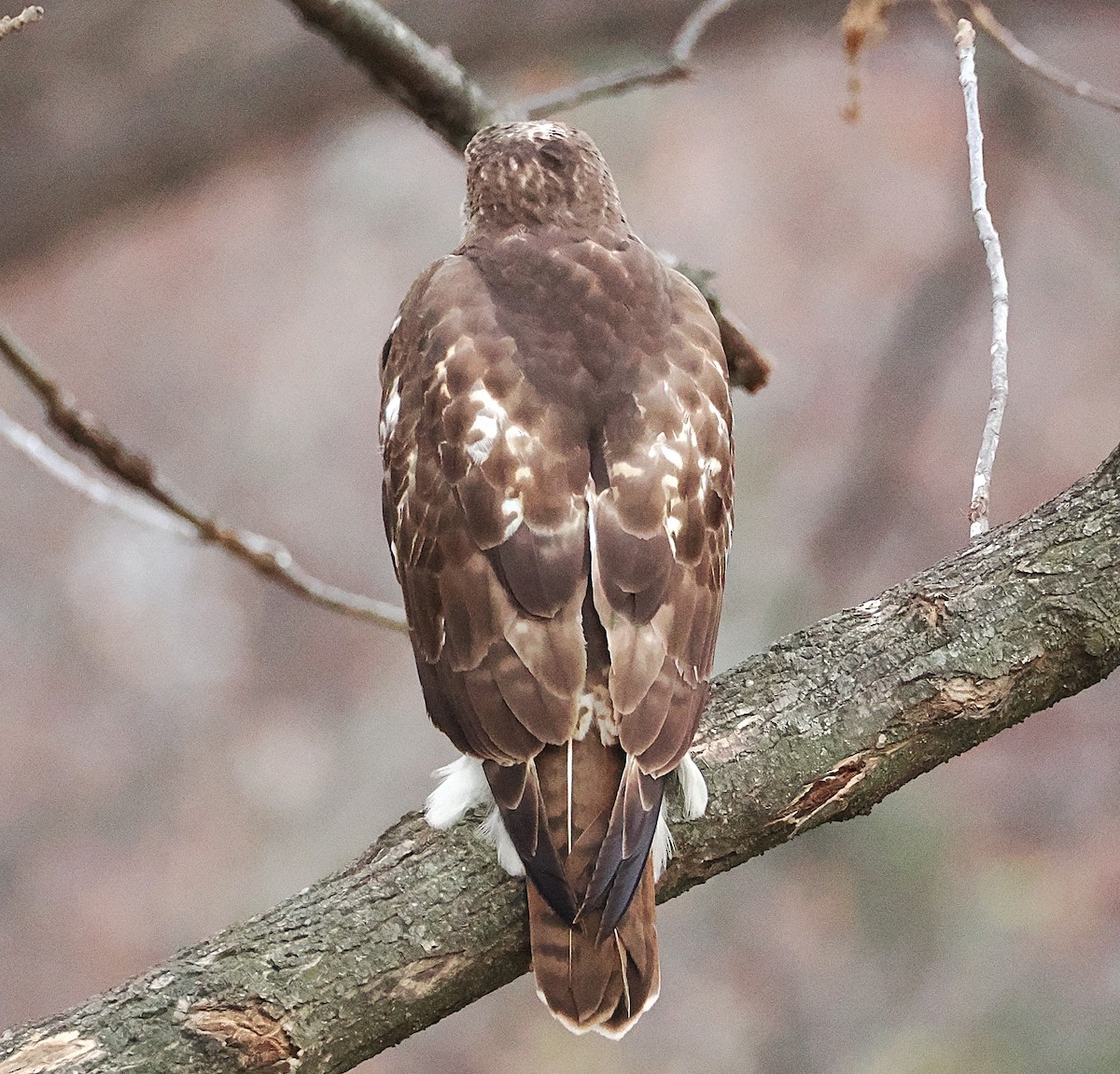 Red-tailed Hawk - ML645596188
