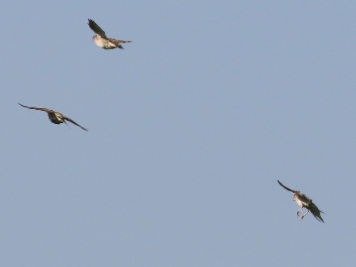 Eurasian Tree Sparrow - ML645596189